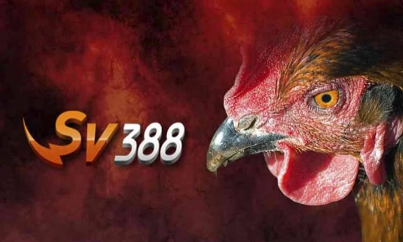 Đá gà Thanbai88